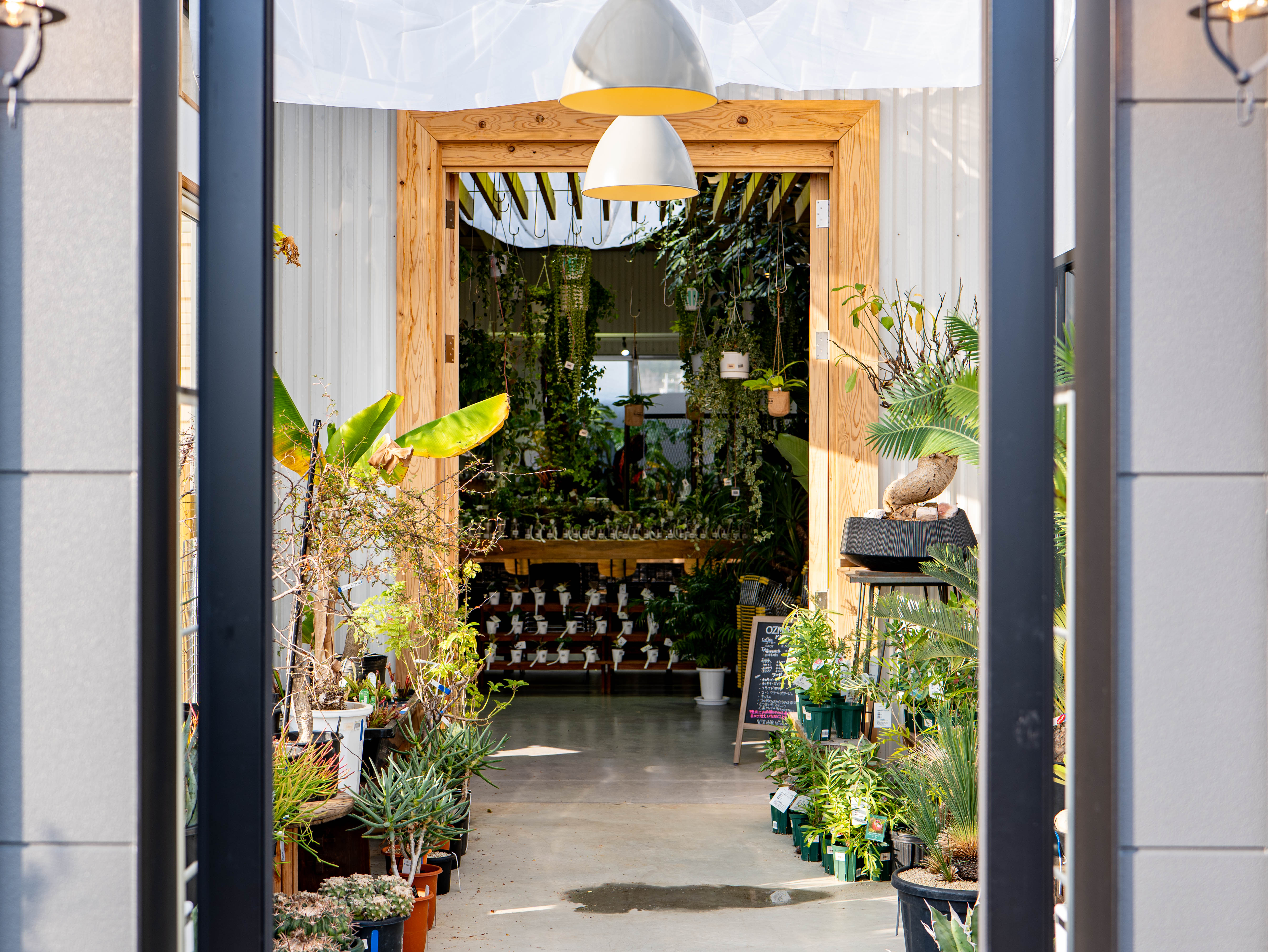 ビザールプランツ入門