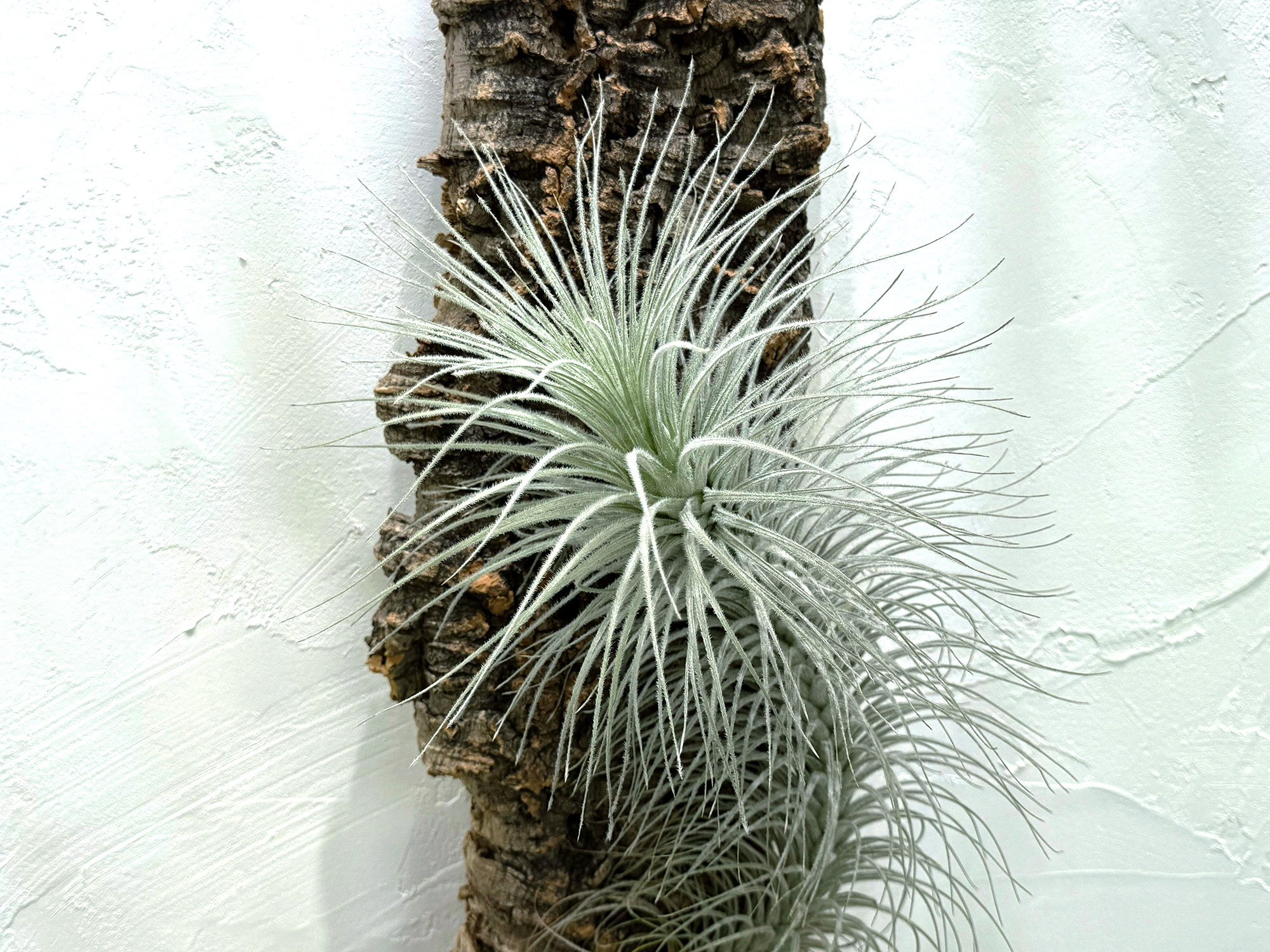 Tillandsia