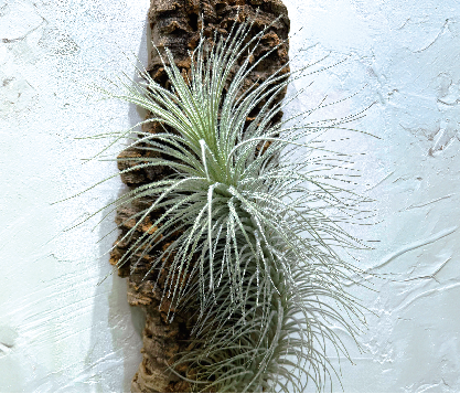 着生植物 （チランジア）