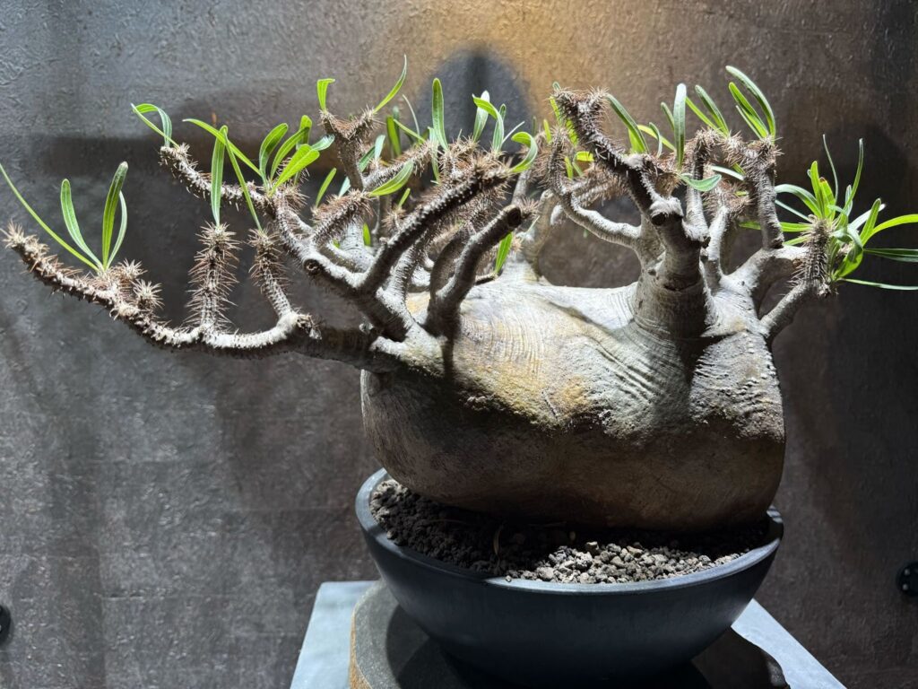 パキポディウム