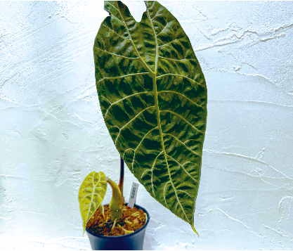 アロイド・観葉植物